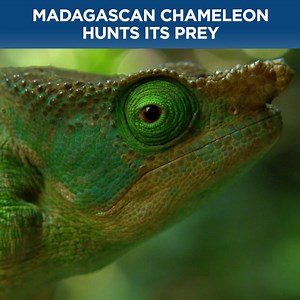 64K views · 1.4K reactions | Chameleons do more than camouflaging to strike their prey.  | Discovery Channel UK | Facebook