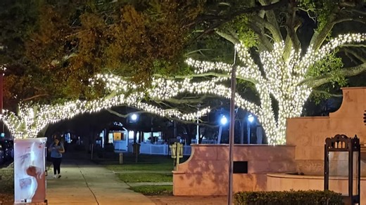 $60,000 Pocahontas Park tree wrapping project underway in Vero Beach