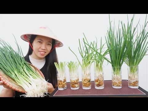 Secret to Growing Green Onions in a Glass Cup All Year | 2 Simple Tricks for Endless Harvest