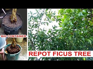 Ficus Tree Repot into Big Container