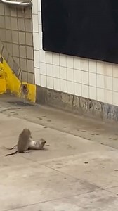 1M views · 14K reactions |  Two NYC subway rats just went full street fight mode on the platform. New Yorkers got a front-row seat to the chaos.  #fblifestyle NewYorkPost | New York City Photos | Facebook