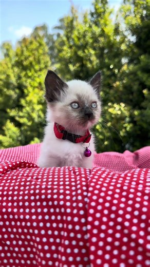 Angora mix en venta Ecuador 🇪🇨🐈 Quito, Guayaquil, Machala, Manta, Salinas ✈️🚚 Super Pet