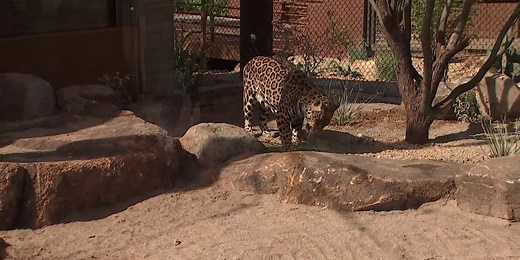 Phoenix Zoo celebrates grand opening of ‘Big Cats of Arizona’ habitat