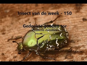 Insect van de Week 150: Gedeukte gouden tor