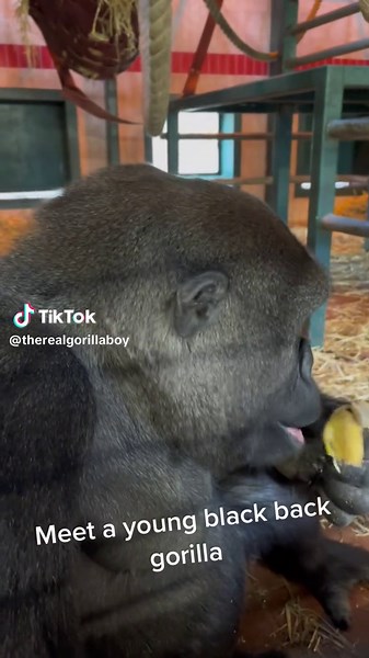 Meet one of our lovely black back gorillas. This term is given to male gorillas reaching maturity before they develop their silver backs #gorillas #animalsoftiktok #wildlife