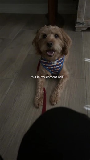 Labradoodles: The Beauty of a Lovely Girl