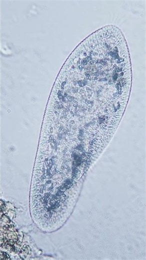 Inside a Single Cell: How a Paramecium Survives 🔬