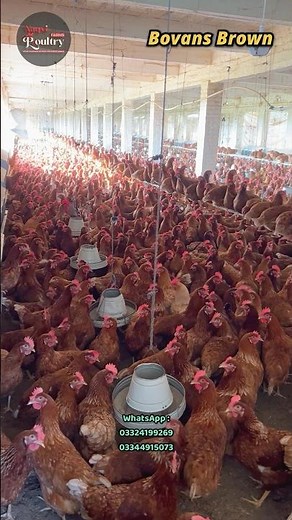 Bovans brown | World’s highest brown egg laying breed | Poultry farming in Pakistan | Egg business