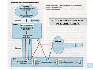 biochimie des ictères partie 1