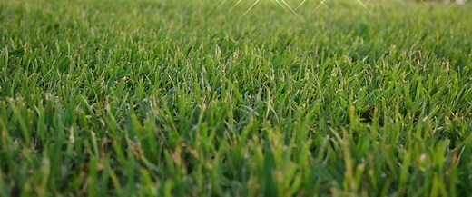 How to Care for Bermuda Grass
