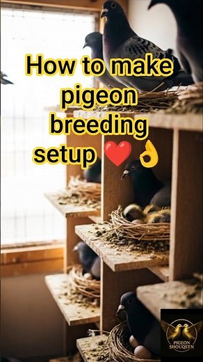 How to Create the Perfect Pigeon Breeding Environment