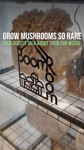 Growing 🍄🍄 mushrooms at home has never been easier! The BoomRoom is a fully automated martha tent mushroom fruiting chamber that gives you control of humidity, CO2 levels, fresh air exchange, and spore filtration. | North Spore
