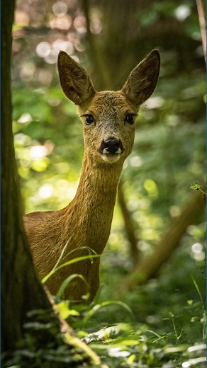 Over 100 managed deer hunts happening in Missouri this year. Here's how to apply