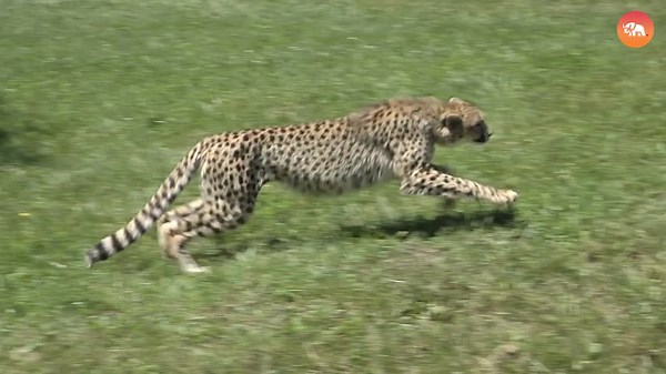 Most Fearsome Team Hunters in the Wild!😱