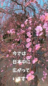 ひとひらの花物語mini-018「梅」