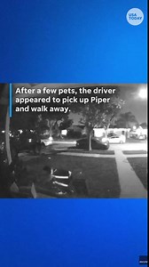 Surveillance video appears to show delivery driver taking cat
