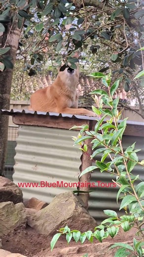 🐺🎶 Hear the dingoes howling and calling for a mate! Join a Blue Mountains Day Tour.