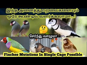 Different Mutations Of Finches Live Together In A Cage...? || Zebra Finches Live With Java Finches