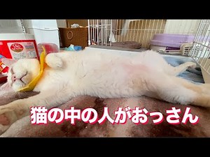 珍妙なおっさん寝相、猫の間で広がる My cats' fuuny sleeping posuture like a middle-aged man