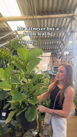 I swore I’d never buy a fiddle leaf fig… Then Home Depot waved a $20 lush beauty in my face and here we are. She got the full spa treatment: fresh soil, prime window real estate, and my homemade pest leaf shine spray (aka the plant equivalent of a five-star facial). Spray recipe: • 2 cups water • 1 tsp neem oil • 10 drops eucalyptus oil • 3 drops mild dish soapShake well before each use and spray leaves (top underside), then wipe with a microfiber cloth or gloves. If she thrives, I’ll take full 
