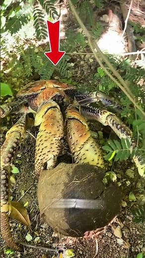 This Crab Uses Tools Like a Human 😱#coconutcrab #animalfacts #oceanmystery