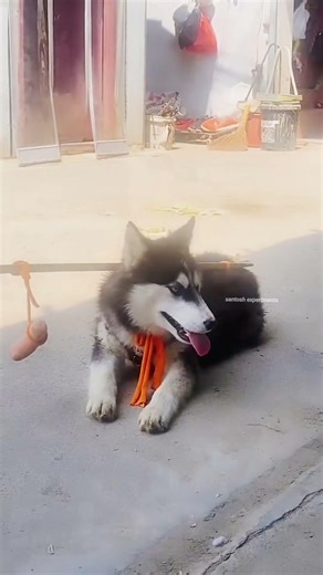 Owner Tried to Fool His Dog… But This Genius Move Shocked Everyone! 🐶🤯 #Shorts