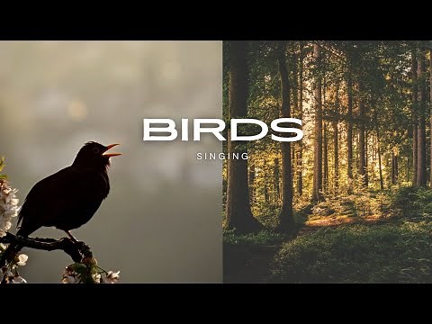 Birds chirping at night - Spectacular bird sounds in the forest!