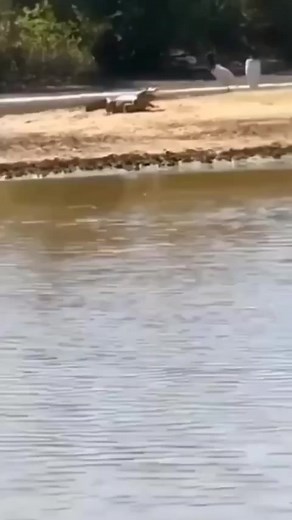 Lion 🦁 #animal #wild #hunting #video #cat #cats #animals #AmaZing #lions #forest | Animals World