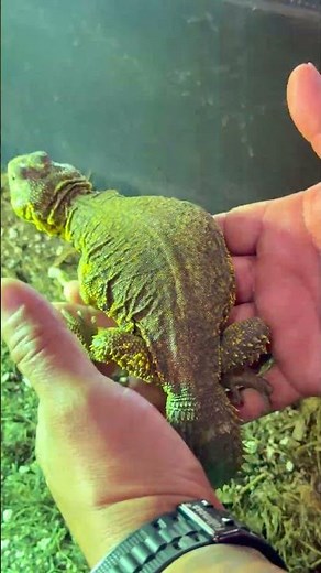 Uromastyx lizard—built for the desert life 🌵