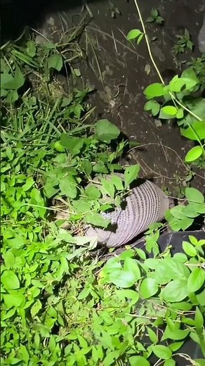 I Just Found an Armadillo Running Through My Southern Illinois Backyard! • #ArmadilloSighting
