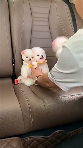 Happy Mini Pomeranian Puppy, Tiny and Fun 🐕😜 #Pomeranian #SmallCutie