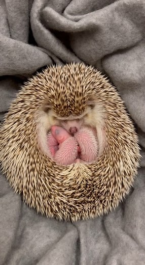A sweet little hedgehog cuddling with her newborn hoglets! Watch how gently she moves around them — pure love in every moment. 💕 #hedgehog | The Daily Hedgehog Show