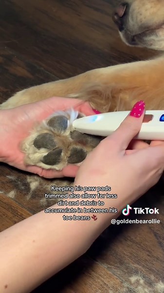 I’ve always groomed Ollie at home. In his 4 years of life, he’s only gotten professionally groomed twice. I learned how to do it since before I brought him home and I’ve always been content with the results 😊 having a little trimmer around like this one is such a big help #goldenretriever #latinadogmom #doggroomingathome #tiktokshopfinds