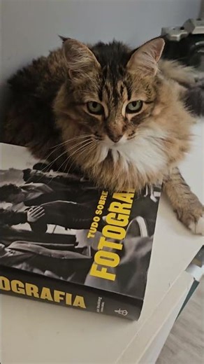 depois do almoço das gatas #gatinhaestrelinha #gateiraporamor #catlife #gato