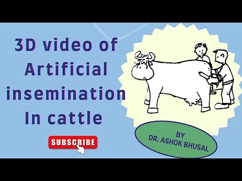 Artificial insemination process 3D video in cattle || AI technique in cattle