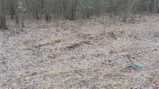 late season scouting part 1 #deer #deerhunting #whitetaildeer #spypoint #hunting