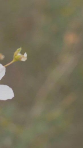 6.5K views · 107 reactions | Richard Rohr founded the Center for...