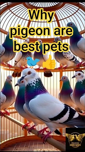 Why Pigeons Are the Best Pets: Benefits You Didn’t Know