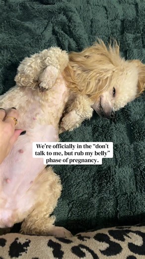 How many do you think she’ll have? We find out Thursday! 🙈 #poodle #poodlepuppy #pregnancy #toypoodle #puppy
