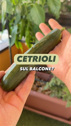 How to grow CUCUMBERS on your balcony 🥒