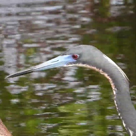 The Blood Red Eyes of a Tricolored Heron in Breeding Season