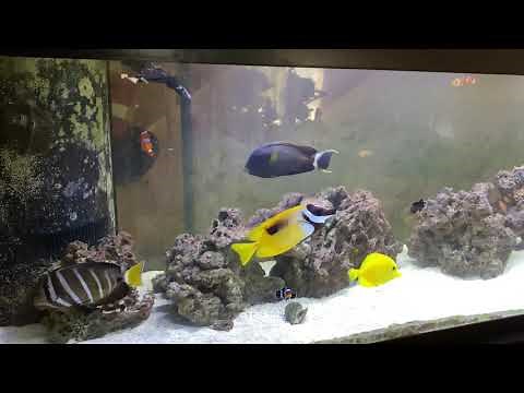 New yellow tang - saltwater aquarium fish add
