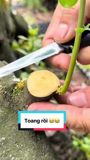 Cách xử lý cây Bonsai hiệu quả