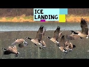 Water and Ice landing of Canadian Geese