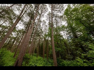 See the hidden life of Minnesota's state tree | VR 360 video