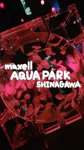 今だけ見れる！紅葉でいっぱいの水族館🐠 #マクセルアクアパーク品川 #品川 #東京観光 #水族館 #aquarium #japantravel #紅葉スポット #NAKED #映える