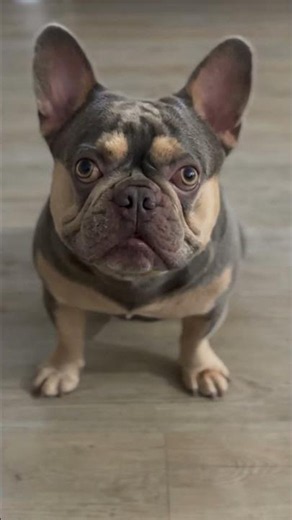 Baby boy, honey 🐝…. #frenchbulldog #doglife #shortsfeed