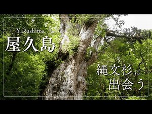 【世界自然遺産】往復22キロの屋久島ウォーキングを2分でご紹介～縄文杉に出会う～