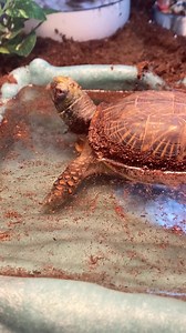 3K views · 89 reactions | Spa Day and New Substrate for Wilbur the Wild Souls Ambassador Turtle wildsoulswildliferescuerehab.org | Wild Souls Wildlife Rescue and Rehab | Facebook