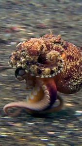 4.2K views · 132 reactions | Really fast ocotpus | Great Stuff | Facebook